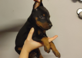 Estetikli Doberman yavrular